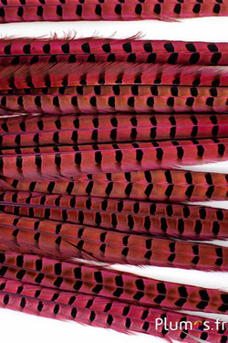Fagiano di Colchide - 35-45 cm - fucsia